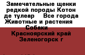 Замечательные щенки редкой породы Котон де тулеар  - Все города Животные и растения » Собаки   . Красноярский край,Зеленогорск г.